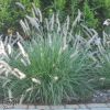 Pennisetum Orientale